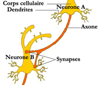 constitution_synapse1