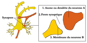 constitution_synapse2