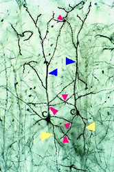 synapses_dendro-dendritiques