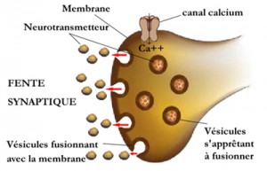 terminaison_presynaptique3