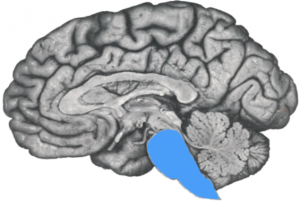 tronc_cerebral