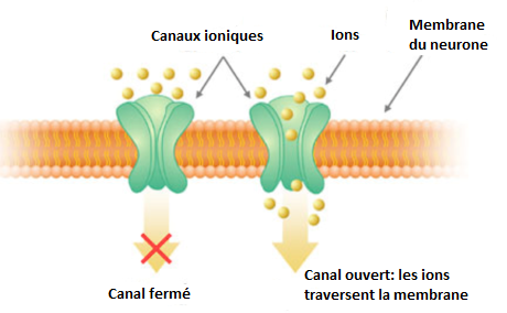 canal ionique